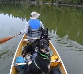 what i did this summer canine canoe adventure in nova scotia part 3