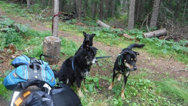 what i did this summer canine canoe adventure in nova scotia part 3