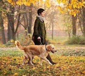Study: You Walk Your Dog For Happy Reasons, Not Health Reasons