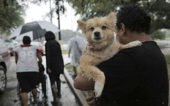 Finding Rover Helps Reunite Hurricane Harvey Pets With Their Families