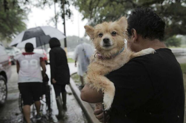 finding rover helps reunite hurricane harvey pets with their families