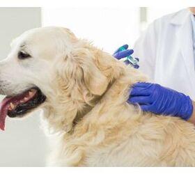 Are Anti-Vaxxers To Blame for Rise in Canine Parvo Cases?