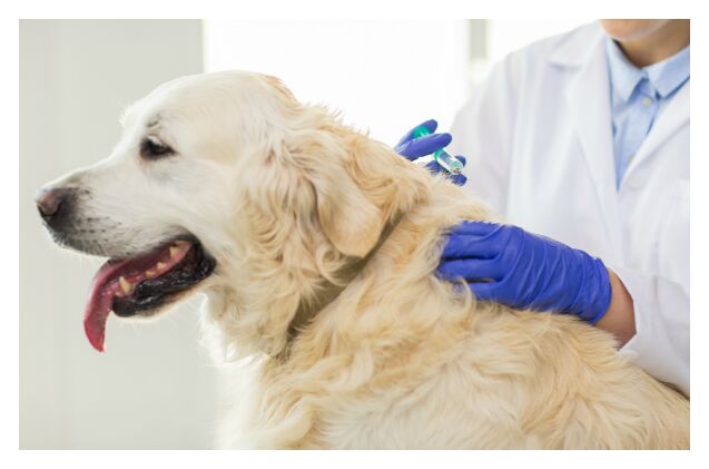 are anti vaxxers to blame for rise in canine parvo cases
