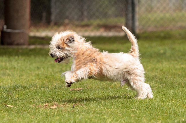 Jack-A-Poo Dog Breed Health, Temperament, Training, Feeding and ...