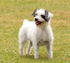what is a jack russell cross poodle called? 2