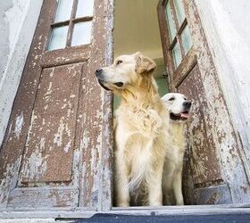 How to Keep Your Dog From Escaping Out the Front Door