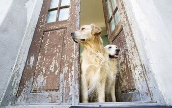 How to Keep Your Dog From Escaping Out the Front Door
