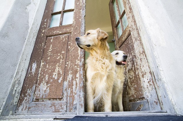 how to keep your dog from escaping out the front door