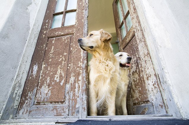 How to Keep Your Dog From Escaping Out the Front Door | PetGuide