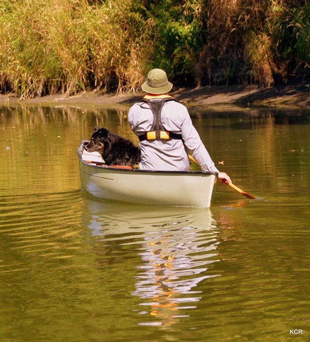 golden oldies paddling with a senior pooch