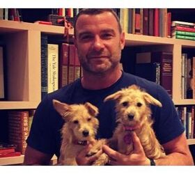 Liev Schreiber Adopts Two Hurricane Harvey Pups