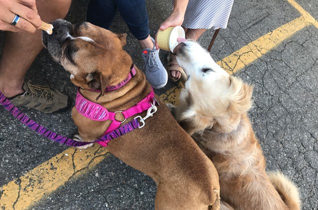 maine hosts the ultimate street food tour for dogs and owners