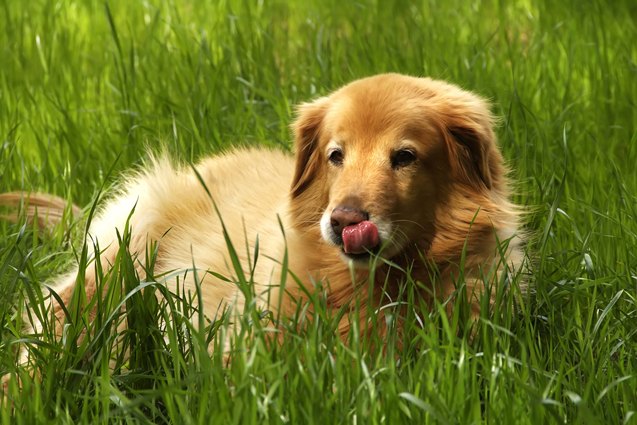 Mini Golden Retriever Dog Breed Health, Training, Feeding, Temperament and  Puppies - PetGuide | PetGuide