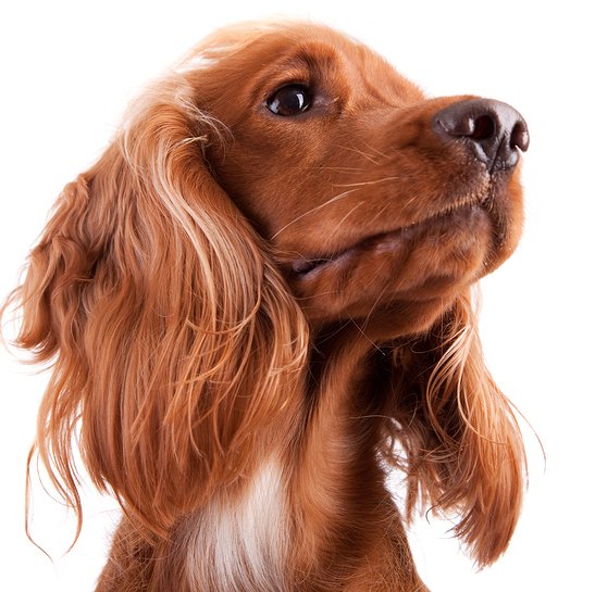 Mini Golden Retriever Dog Breed Health