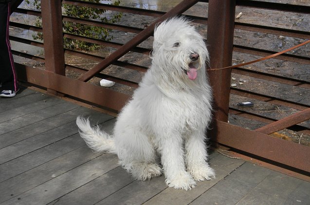 Pyredoodle Dog Breed Health, Temperament, Training, Feeding and Puppies ...