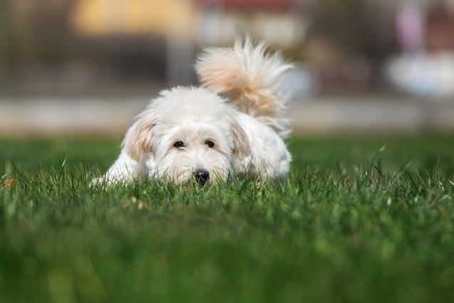 Pyredoodle Dog Breed Health, Temperament, Training, Feeding and Puppies ...
