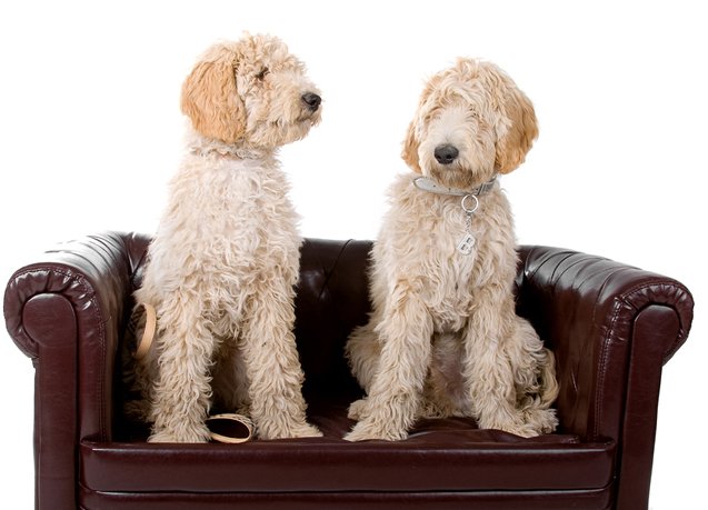 Pyredoodle Dog Breed Health, Temperament, Training, Feeding and Puppies ...
