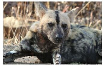 Wild African Dogs Engage in Democratic Voting With Their Sneezes [Vide