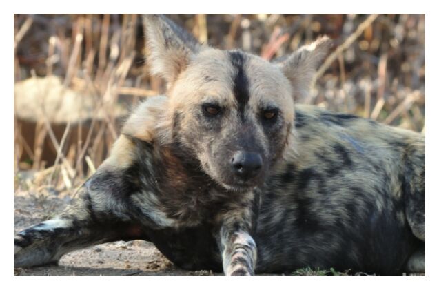 wild african dogs engage in democratic voting with their sneezes vide
