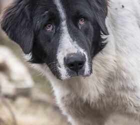 Bucovina best sale shepherd puppy