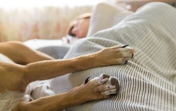 Does Sharing a Bed With Your Dog Affect Your Sleep?