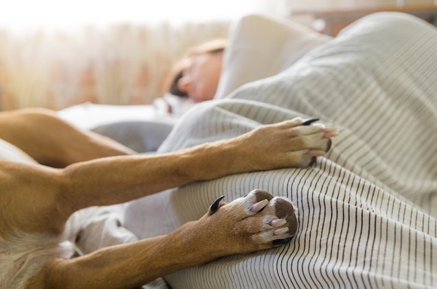 does sharing a bed with your dog affect your sleep