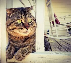 5 Interesting Facts About Tabby Cats
