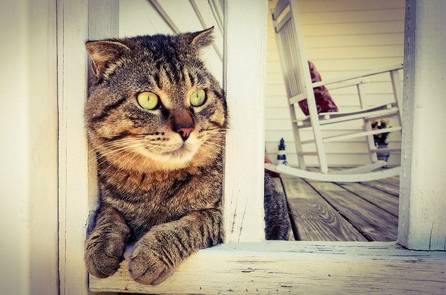 5 interesting facts about tabby cats