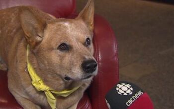 Dog Runs For Mayor on Platform of Fixing Pesky Potholes [Video]