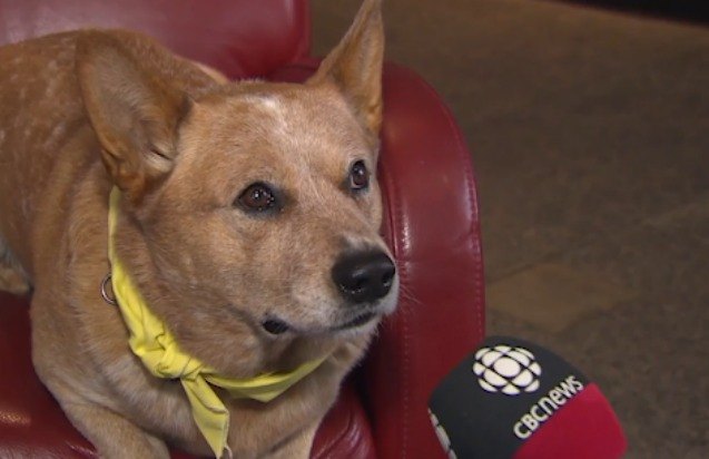 dog runs for mayor on platform of fixing pesky potholes video
