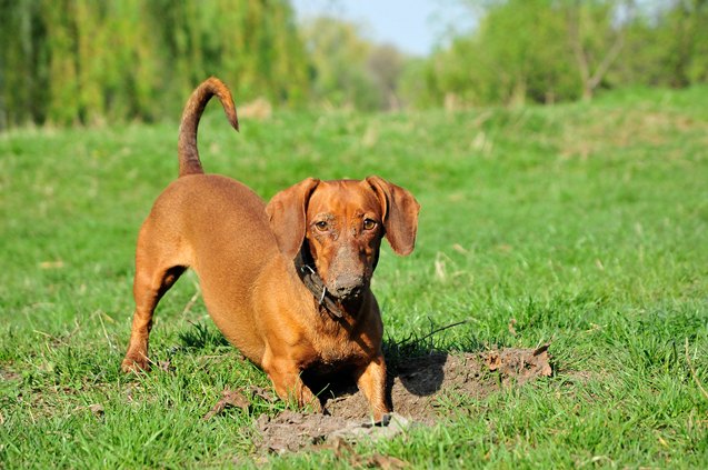 top 10 hunting dog breeds