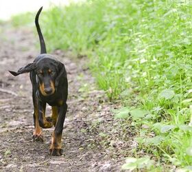 Top 10 Best Hunting Dog Breeds Information And Pictures - PetGuide ...