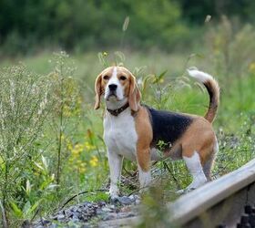 top 10 hunting dog breeds