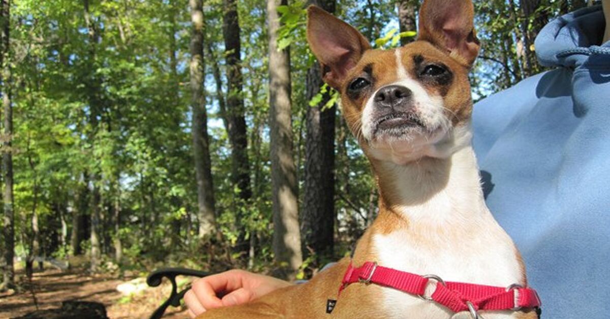 Boxachi Dog Breed Health, Temperament, Grooming, Feeding and Puppies ...