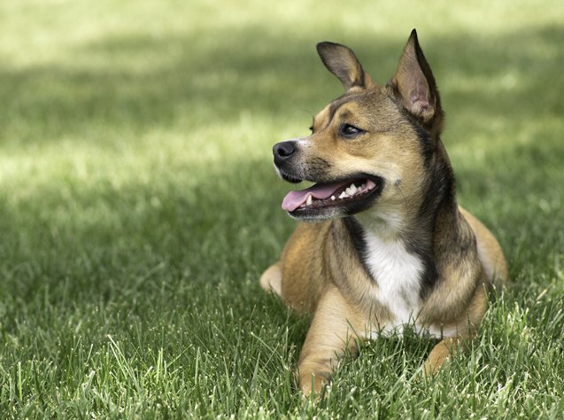 Boxachi Dog Breed Health, Temperament, Grooming, Feeding and Puppies ...