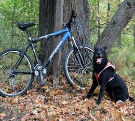 5 Fundamental Training Tips for Sport Dogs This Fall