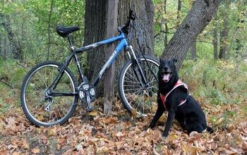 5 Fundamental Training Tips for Sport Dogs This Fall