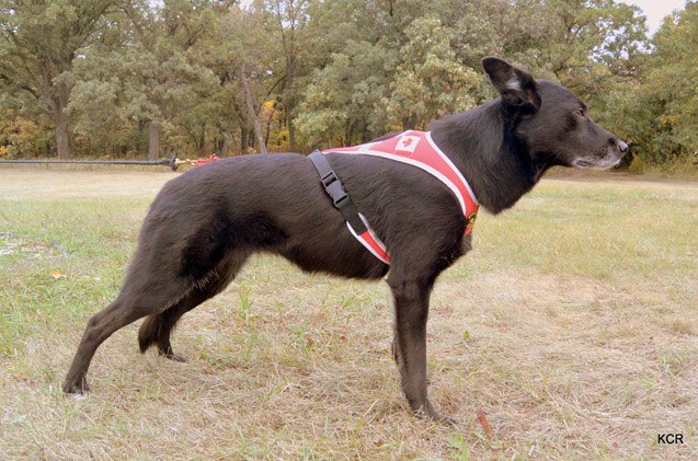 5 fundamental training tips for sport dogs this fall