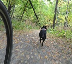 5 fundamental training tips for sport dogs this fall