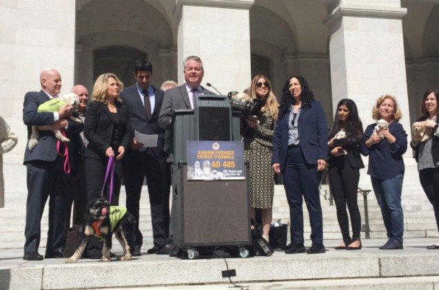 historic bill banning puppy mill pet store sales in hands of californi