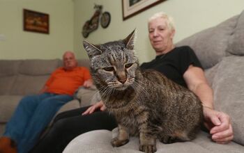 Nutmeg, the Oldest Cat in the World Dies Aged 32