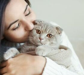 5 Pawstive Reasons Why Cats Steal Our Hearts