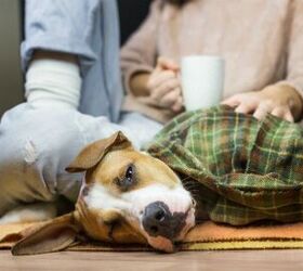 Study: Pet Owners Prone To Suffer Depression When Pets Are Sick