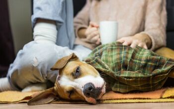 Study: Pet Owners Prone To Suffer Depression When Pets Are Sick