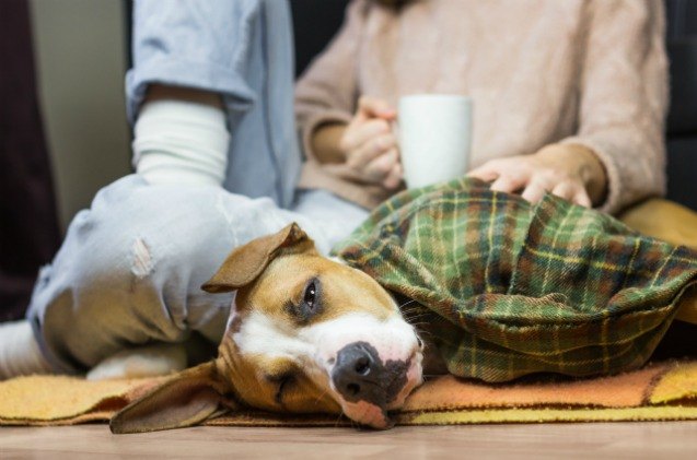 study pet owners prone to suffer depression when pets are sick