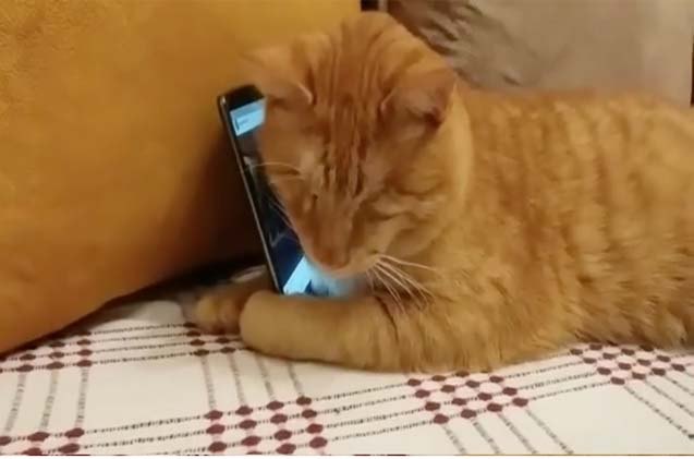 video of blind cat hugging phone while music plays hits all the right notes