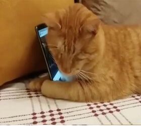 video of blind cat hugging phone while music plays hits all the right