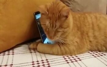 Video of Blind Cat Hugging Phone While Music Plays Hits All the Right 