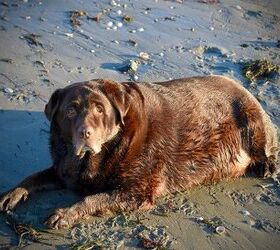 overweight labrador loses 60 pounds but still lives life large