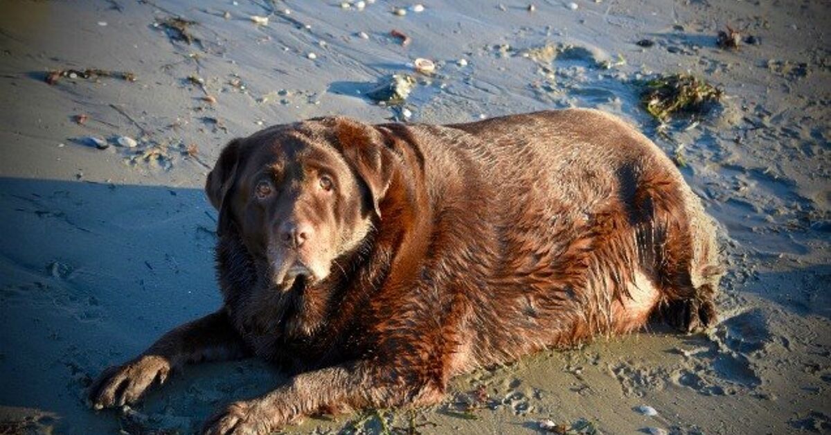 Overweight Labrador Loses 60 Pounds, But Still Lives Life Large! | PetGuide